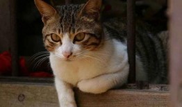 开心养猫场爆料视频下载,独家爆料视频带你走进猫咪的欢乐世界